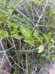 Gymnosporia nemorosa