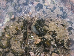 Notoplana