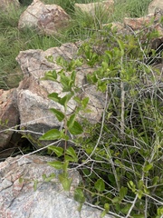 Gymnosporia nemorosa