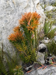 Retzia capensis
