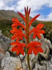 Watsonia spectabilis