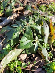 Ceratostigma plumbaginoides