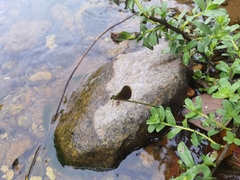 Neurobasis chinensis