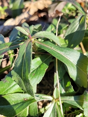 Ceratostigma plumbaginoides