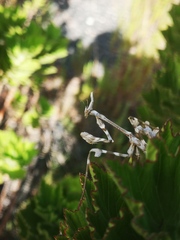 Empusa binotata