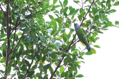 Psilopogon duvaucelii