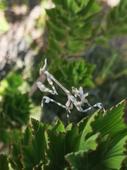 Empusa binotata