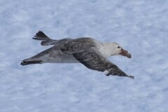 Macronectes giganteus