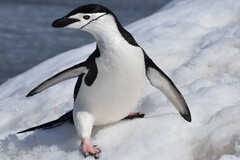 Pygoscelis antarcticus