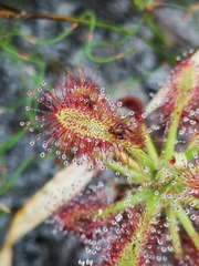 Drosera glabripes
