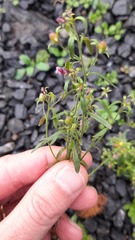 Chaenorhinum minus