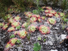 Drosera xerophila