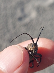 Neodillonia albisparsa