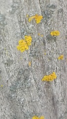 Xanthoria parietina