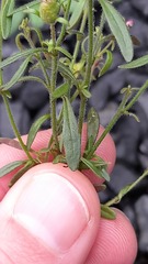 Chaenorhinum minus