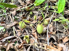 Nepenthes ampullaria