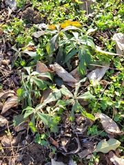 Ceratostigma plumbaginoides