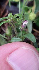 Chaenorhinum minus