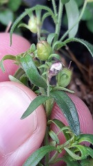 Chaenorhinum minus
