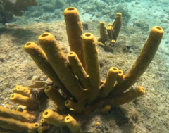 Lactophrys bicaudalis