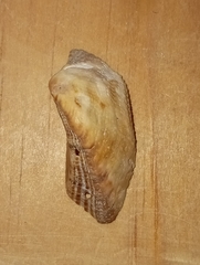 Lamarcka imbricata