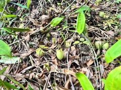 Nepenthes ampullaria