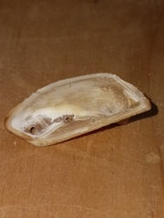 Lamarcka imbricata