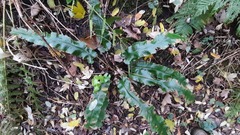 Asplenium scolopendrium scolopendrium