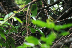 Arachnothera longirostra