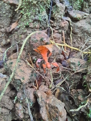 Pulchriphyllium bioculatum