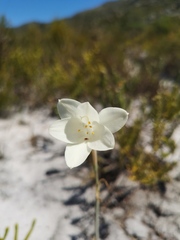 Cyrtanthus leucanthus