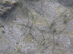 Cladophorales