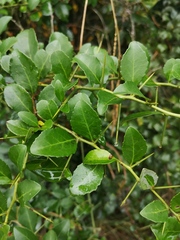 Gymnosporia nemorosa