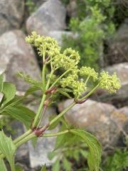 Cyphostemma