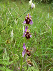 Ophrys oestrifera