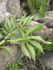 Cyphostemma