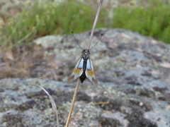 Libelloides lacteus