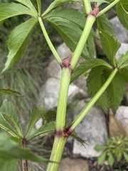 Cyphostemma