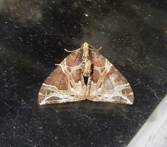 Ecliptopera rectilinea