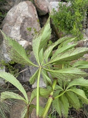 Cyphostemma