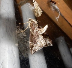 Ecliptopera rectilinea