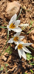 Crocus hyemalis