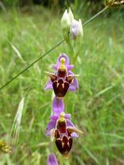 Ophrys oestrifera