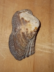 Lamarcka imbricata