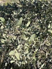 Quercus mohriana