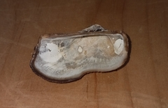 Lamarcka imbricata