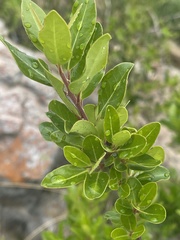 Apodytes dimidiata