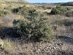 Quercus mohriana