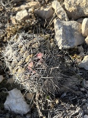 Neolloydia conoidea