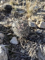 Neolloydia conoidea